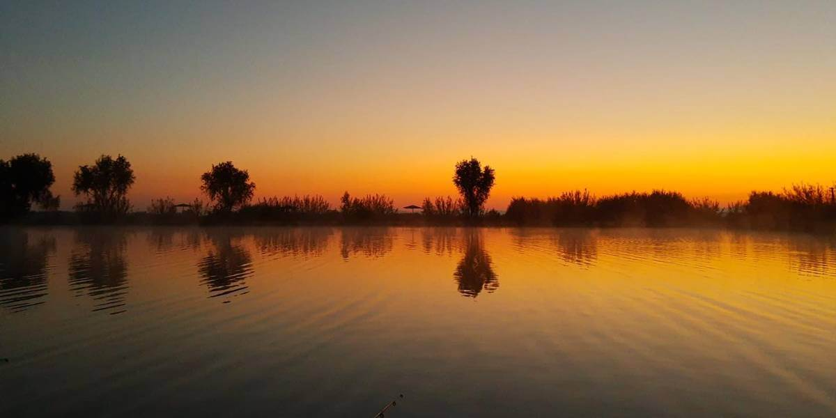 Balta Havași (Viile Satu Mare)