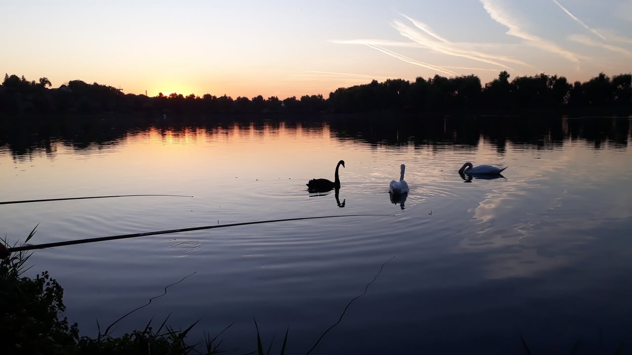 Balta Floarea Popeștiului