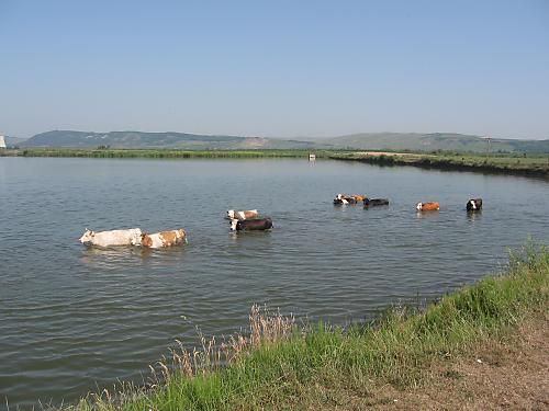 Balta Iernut