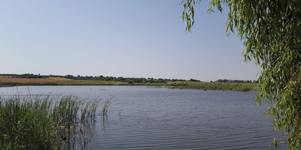 Balta Albele (Petru Rareș - Cotoare)