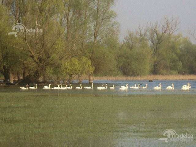 Dunăre - Pătlăgeanca