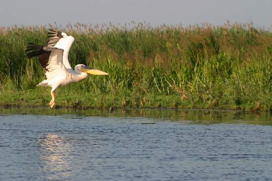 Delta - Canal Litcov