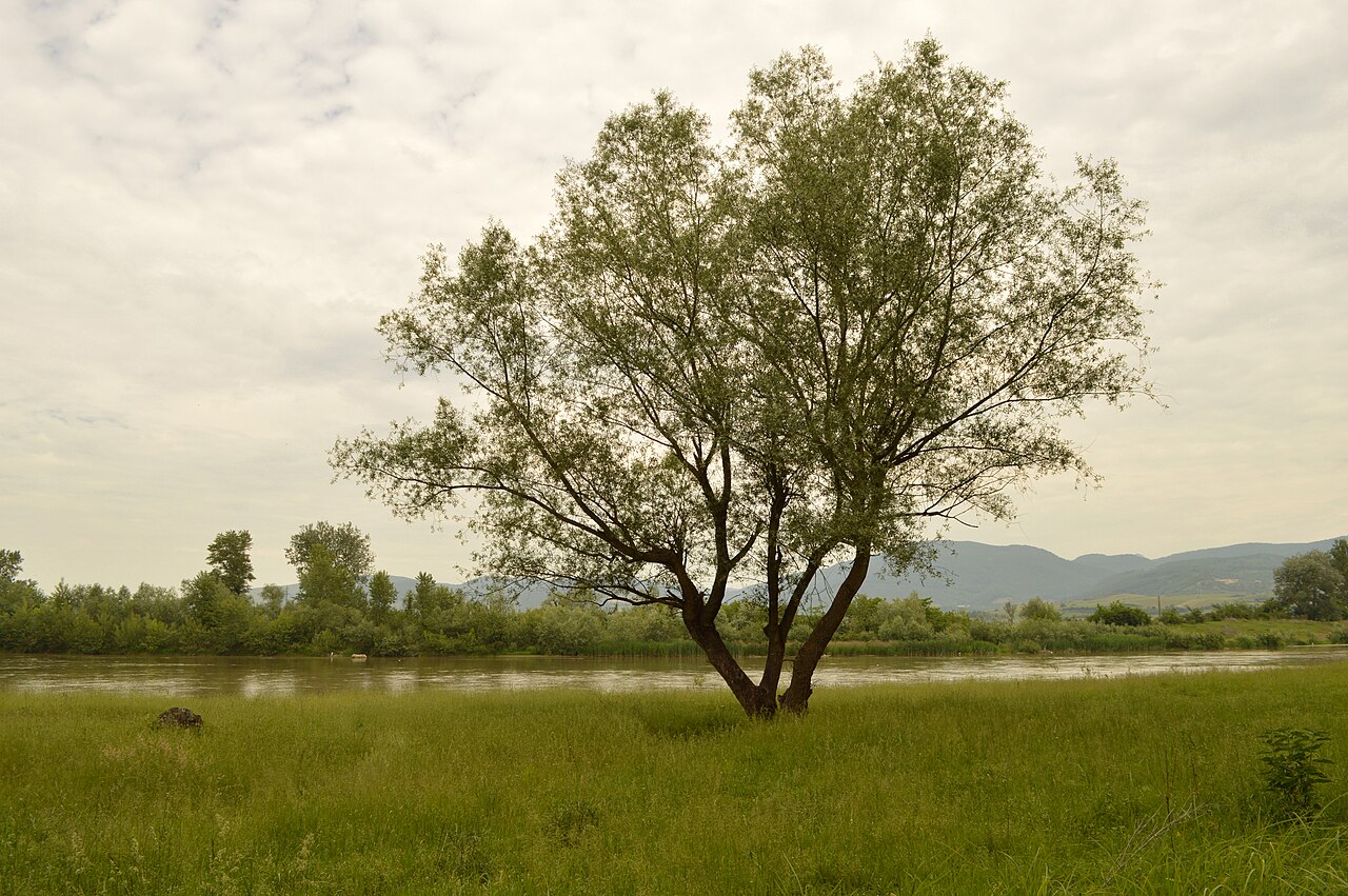 Râul Mureș — barajul Mintia
