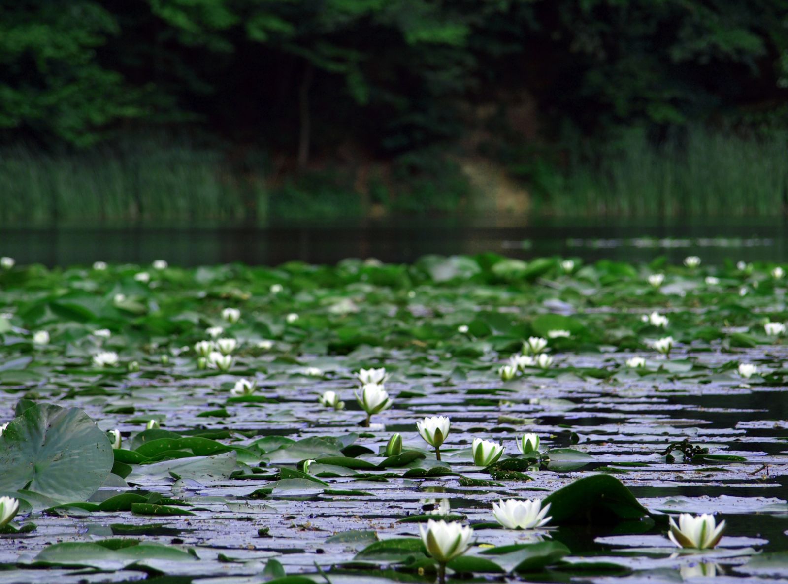 Lacul Mic Dognecea