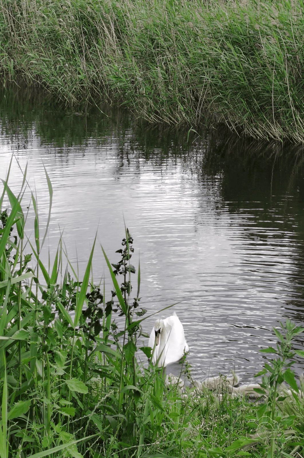 Lacul Icar