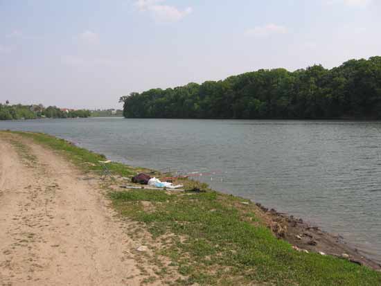 Balta Pustnicu (Pasărea)
